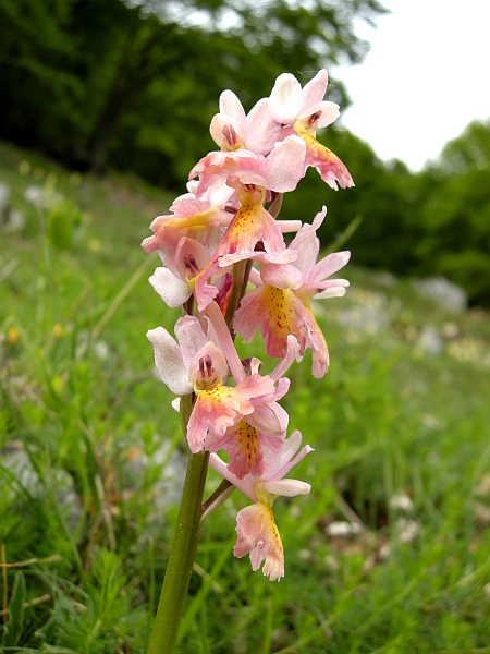 Orchis colemanii - variazioni cromatiche